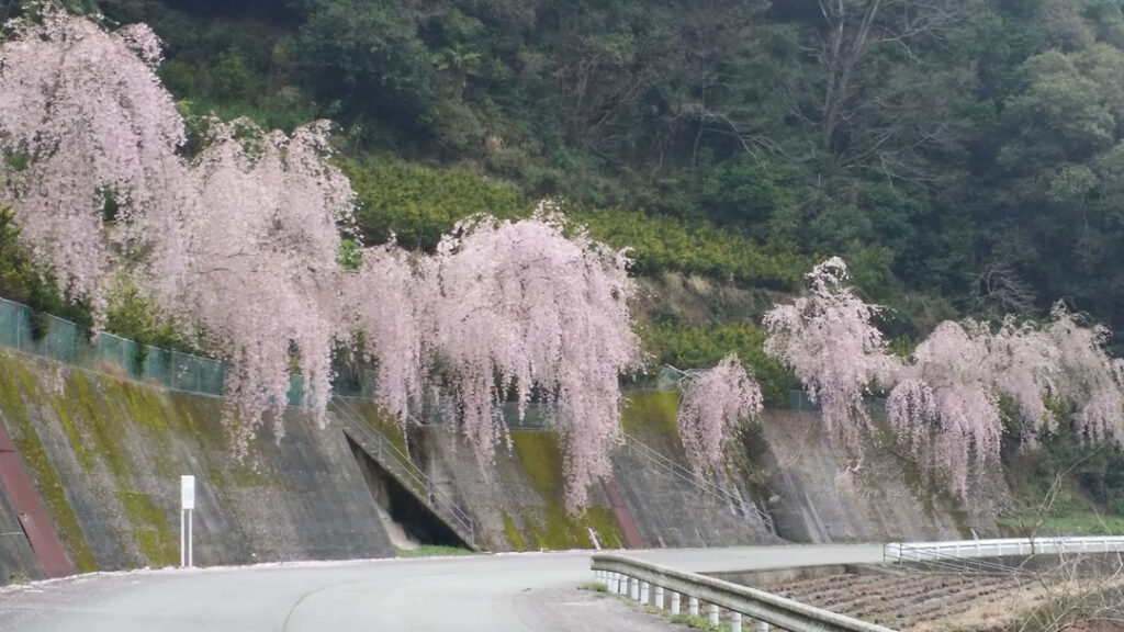 神山町しだれ桜