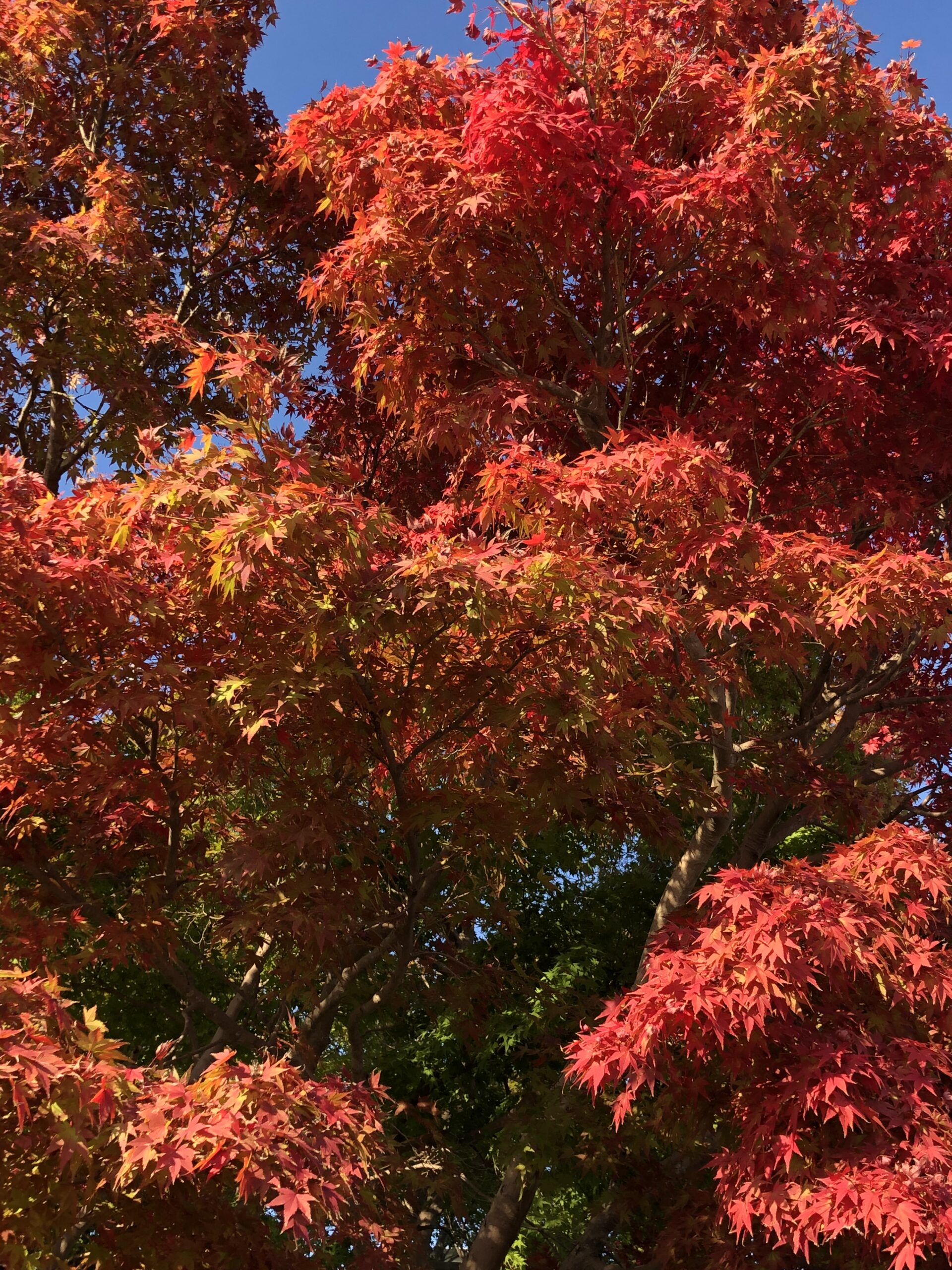 autumn leaves 「秋の葉たち」