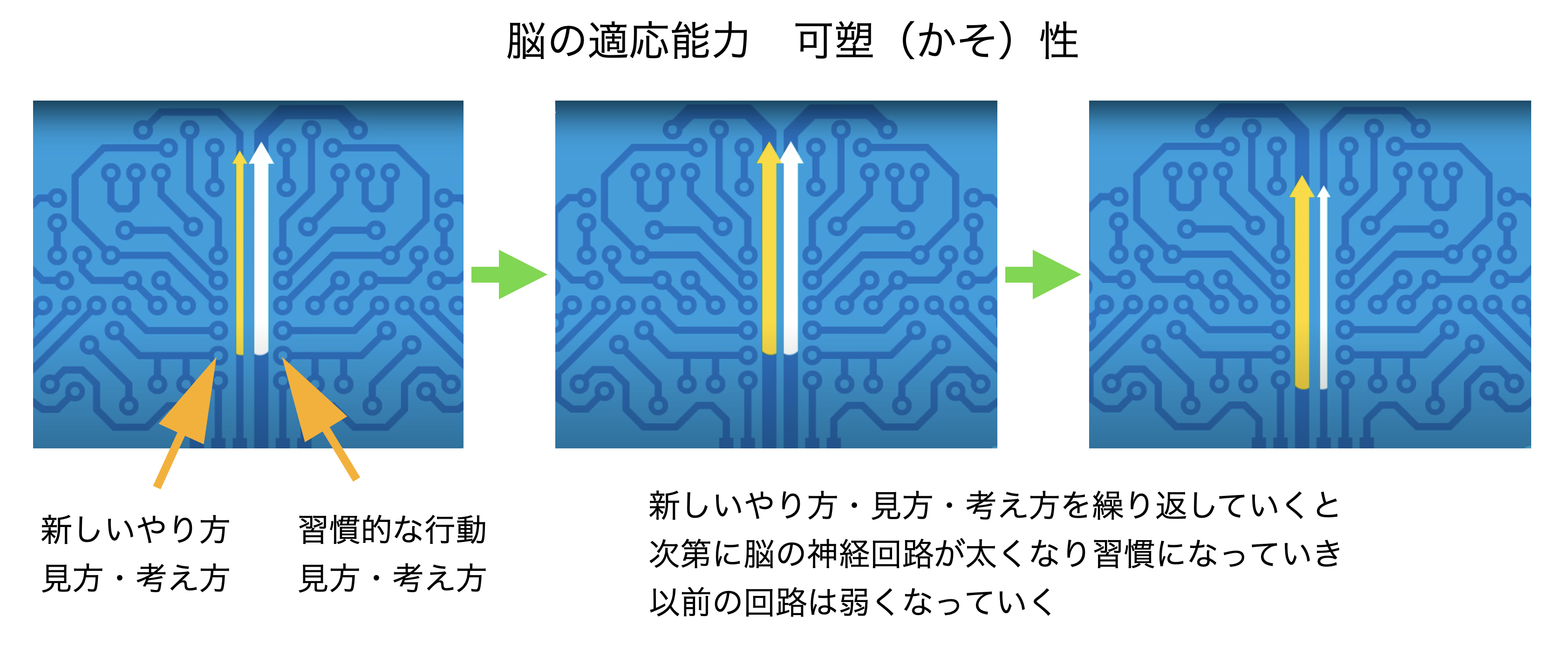 脳は変化する　―　脳細胞が持つ素晴らしい柔軟性・適応力