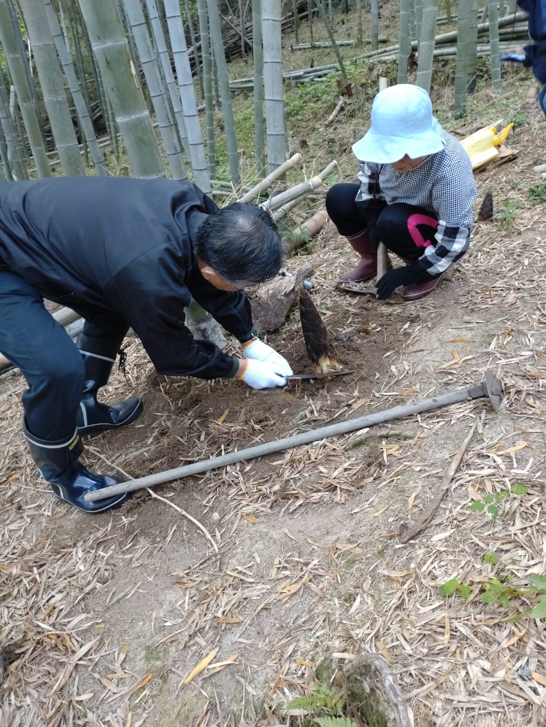 鳴門たけのこ掘り