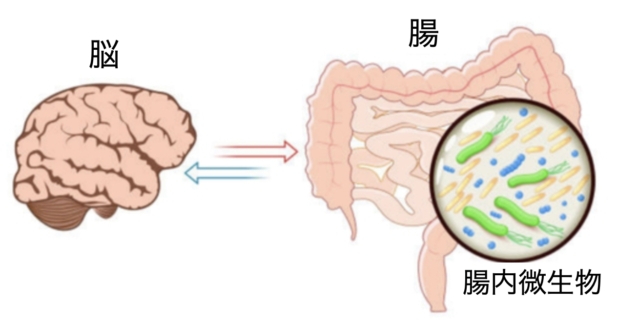 腸は第二の脳