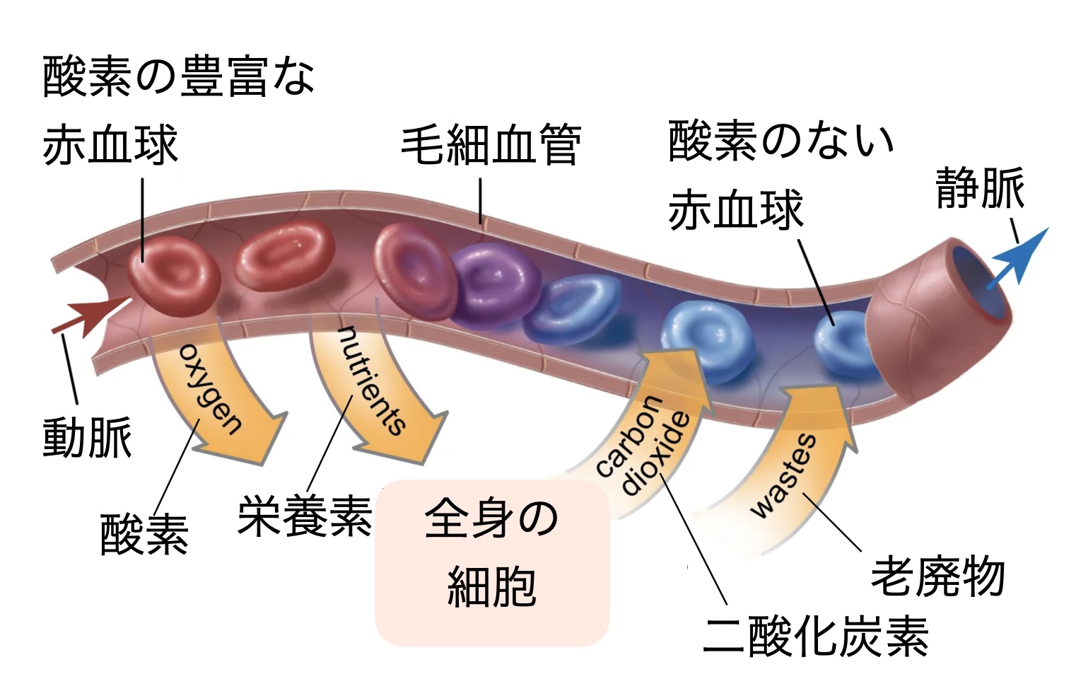 高血圧3 -人体の血管系と高血圧合併症 – 立正佼成会 徳島教会