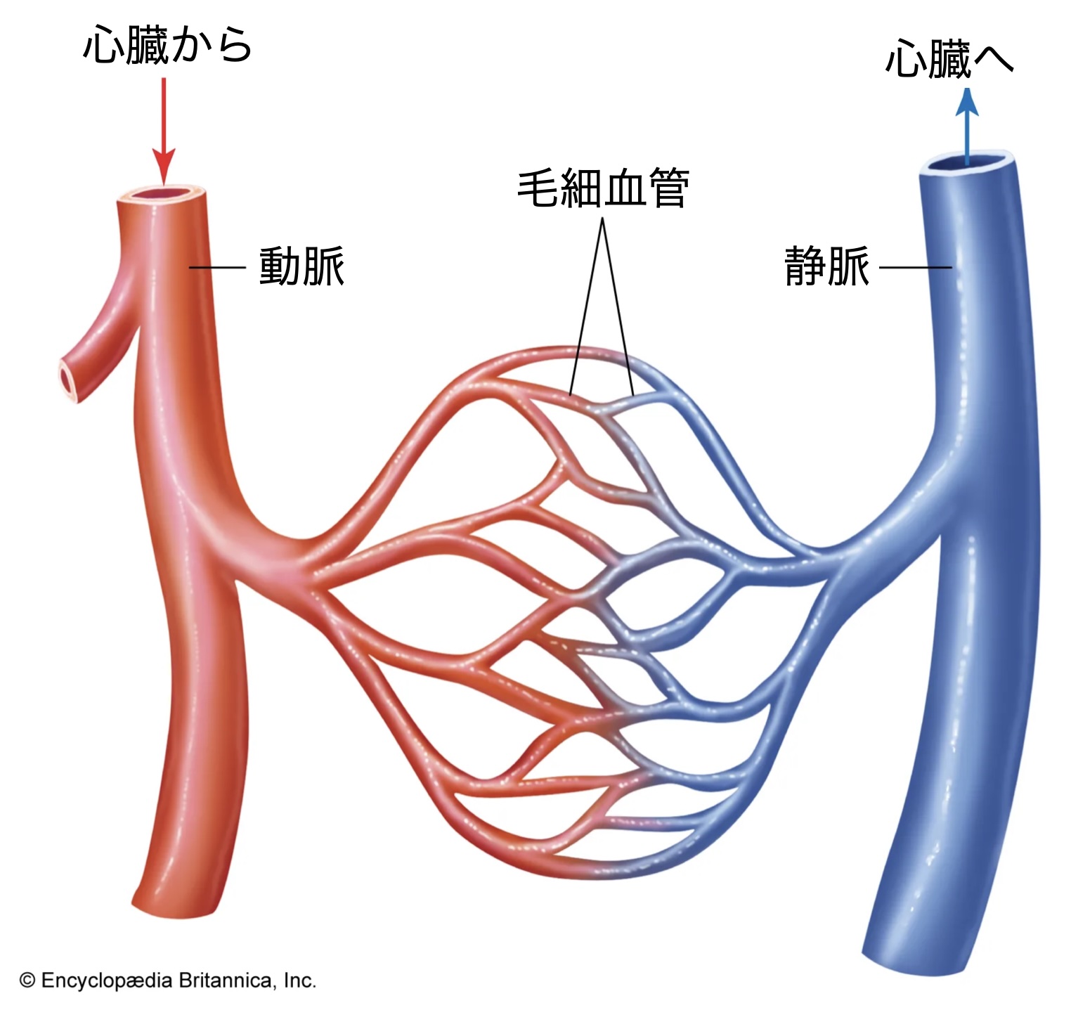 高血圧3 -人体の血管系と高血圧合併症