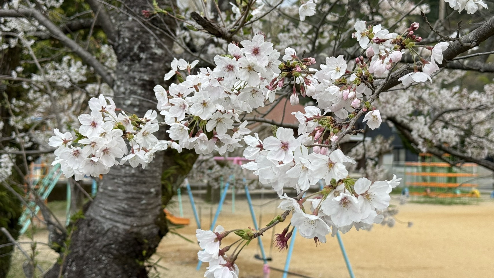 徳島県勝浦町　桜の名所