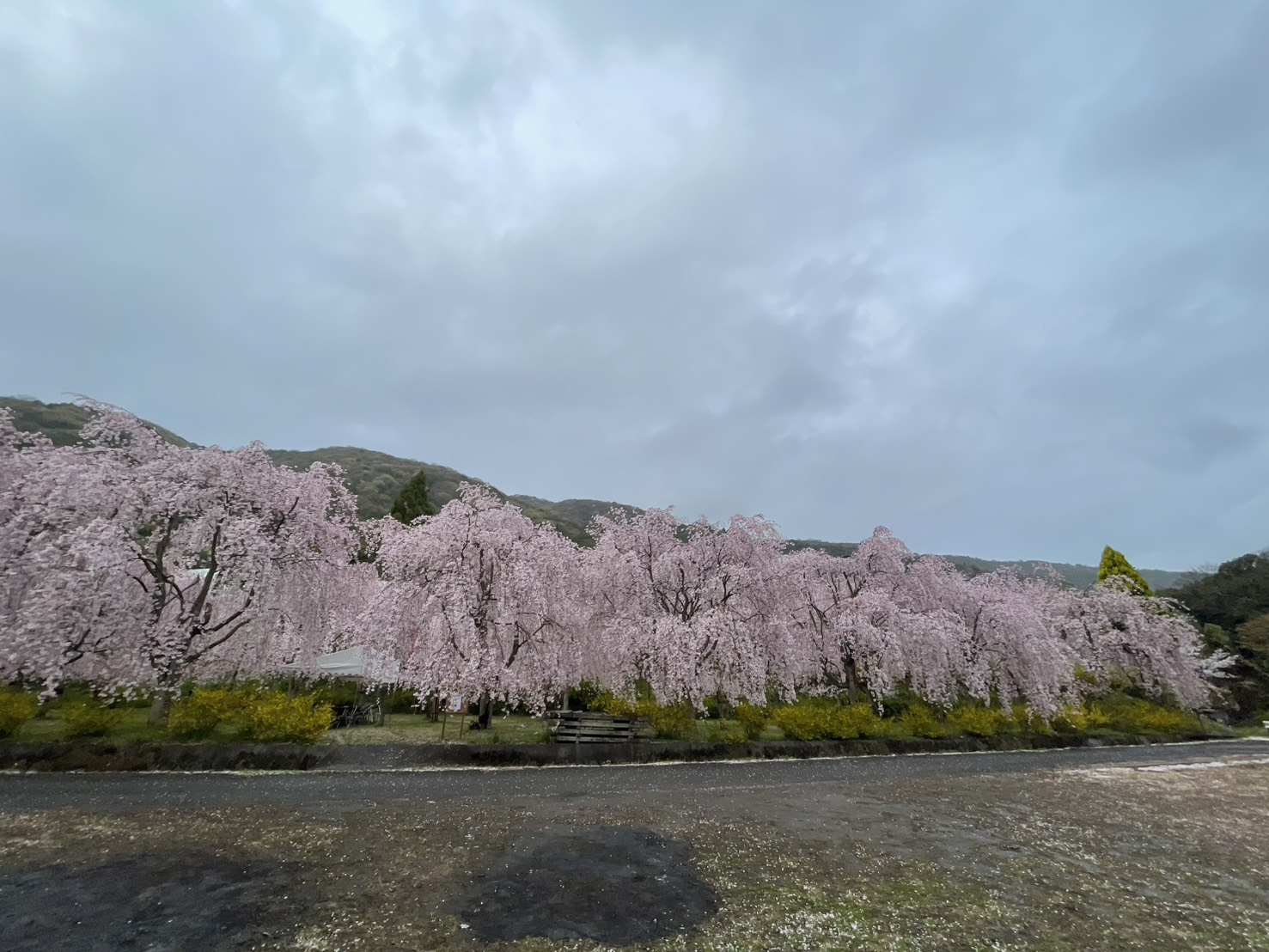 徳島県土成町 しだれ桜