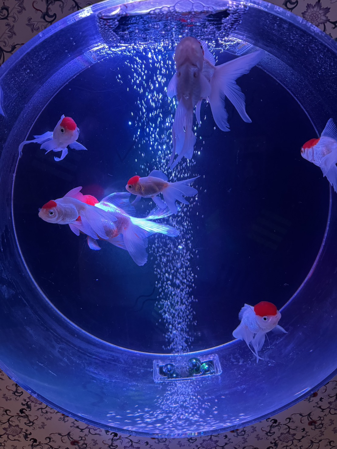 イオンモール綾川 金魚のアクアリウム